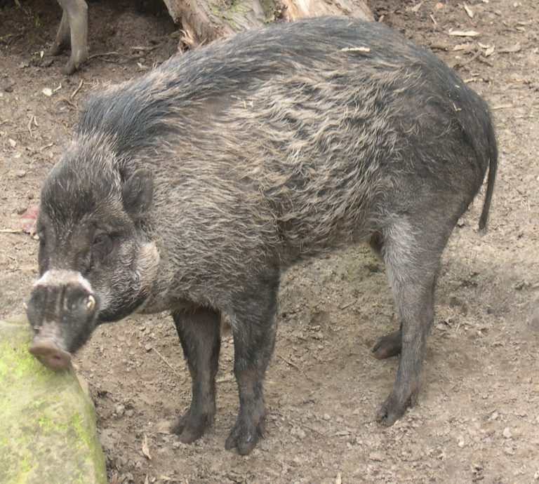 Visayan Warty Pig - PiggyBiz!