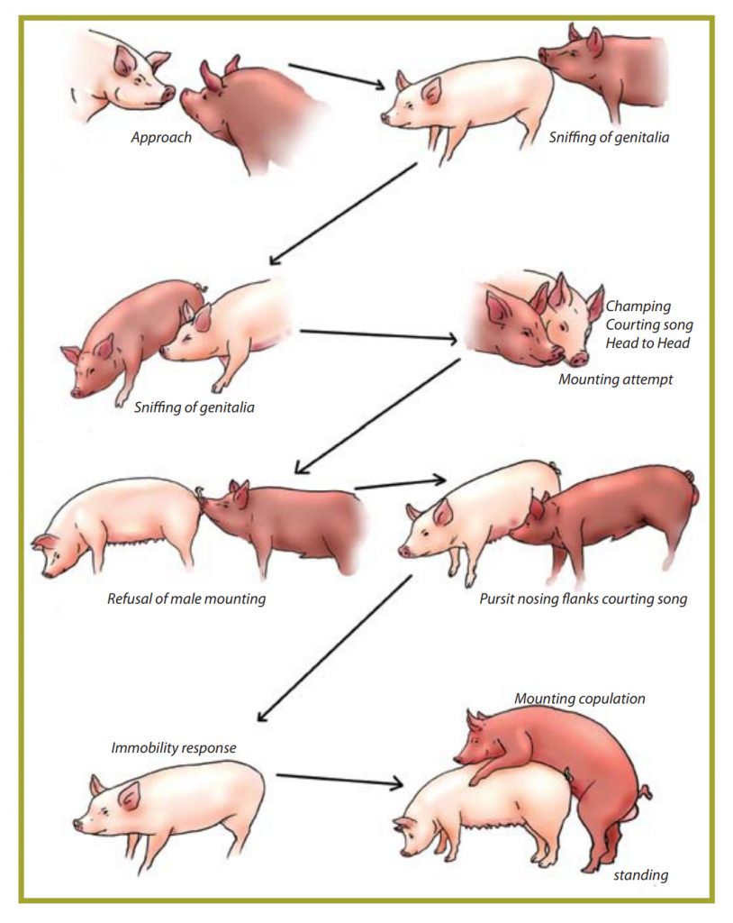 Mga gawain ng baboy sa pagkakasta.