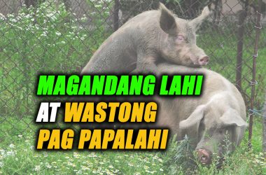 Waastong pagpapalahi ng baboy