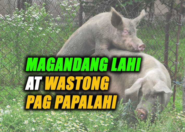 Waastong pagpapalahi ng baboy