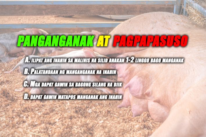 pagpapaanak at pagpapasuso