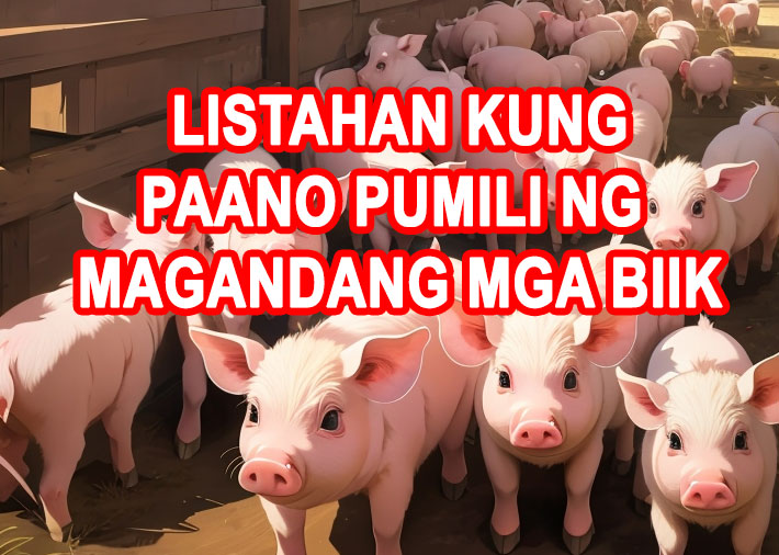 Listahan kung paano pumili ng magandang biik